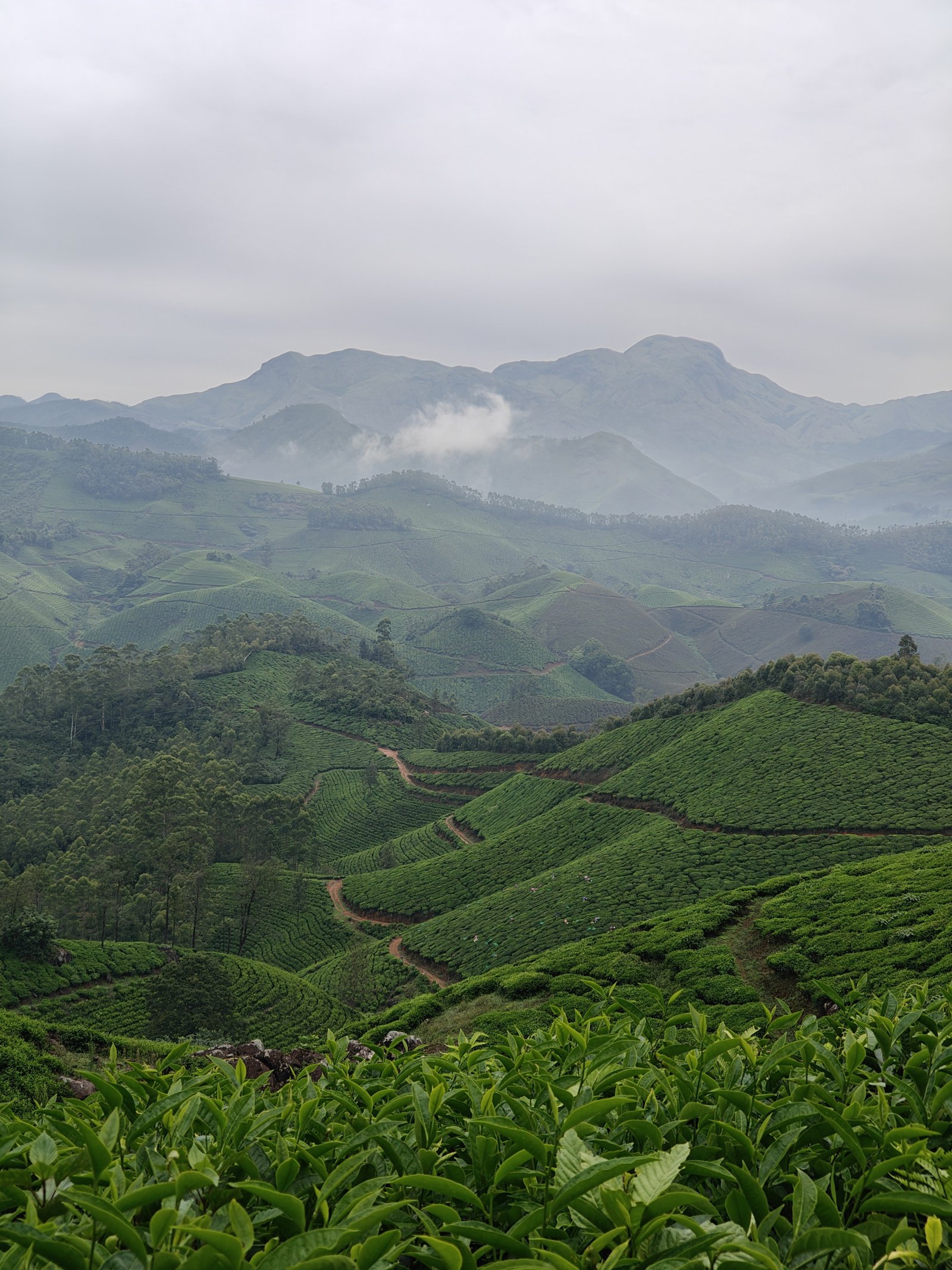 Munnar Hiking Tours • Summary & Contacts